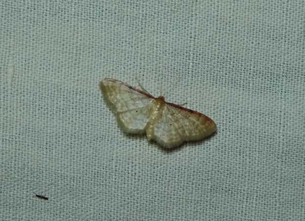 Acidalie roussie  - Sylvain Lethuillier