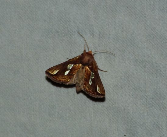 Plusia festucae  - Sylvain Lethuillier