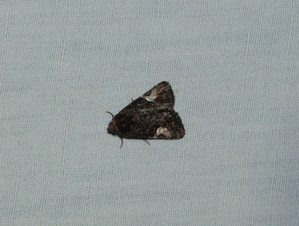 Pie  - Sylvain Lethuillier