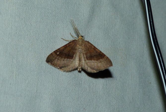 Scotopteryx chenopodiata  - Sylvain Lethuillier