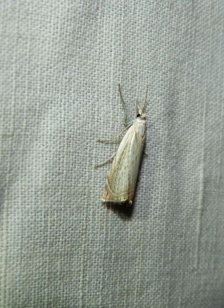 Crambus des jardins  - Sylvain Lethuillier