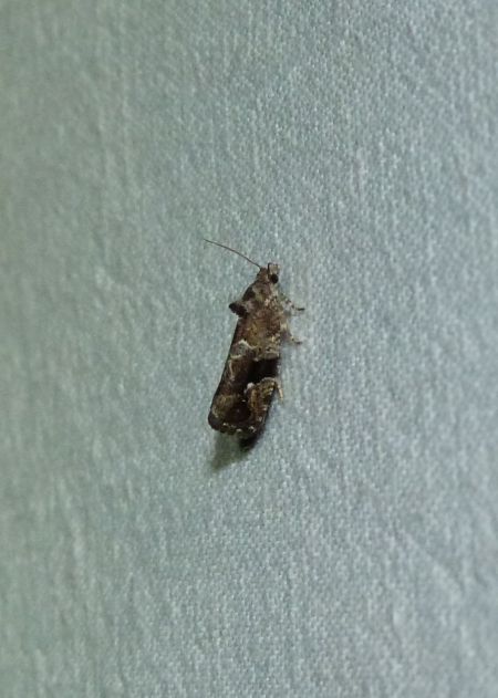 Eudemis porphyrana  - Sylvain Lethuillier