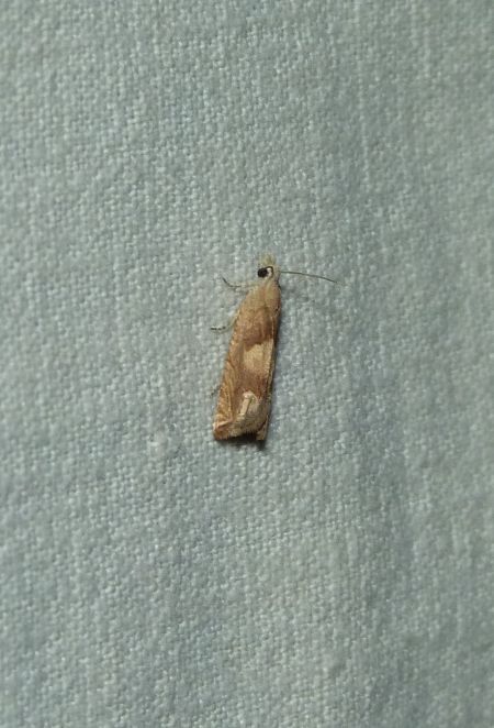 Eucosma conterminana  - Sylvain Lethuillier