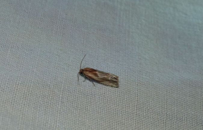 Eucosma cana  - Sylvain Lethuillier