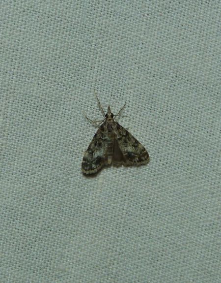 Eudonia lacustrata  - Sylvain Lethuillier