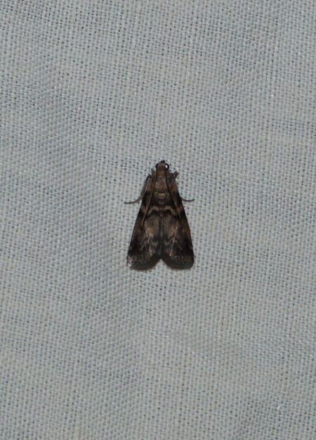 Euzophera pinguis  - Sylvain Lethuillier