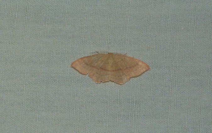 Cyclophora linearia  - Sylvain Lethuillier