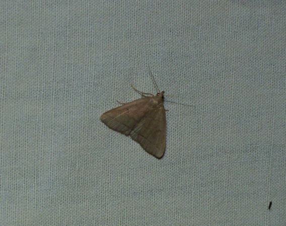 Herminia tarsicrinalis  - Sylvain Lethuillier