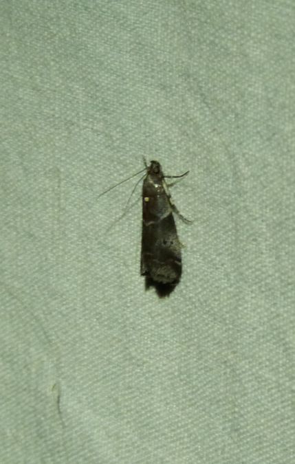 Acrobasis suavella  - Sylvain Lethuillier