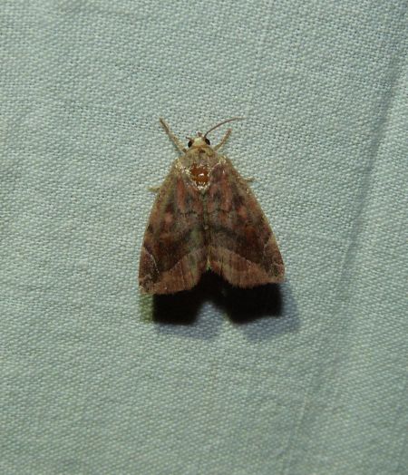 Cosmia pyralina  - Sylvain Lethuillier