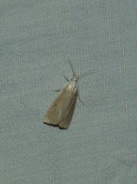 Calamotropha paludella  - Sylvain Lethuillier