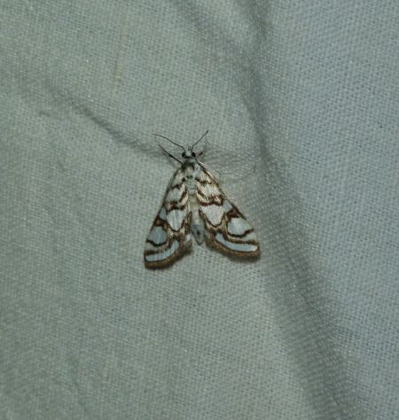 Nymphula nitidulata  - Sylvain Lethuillier