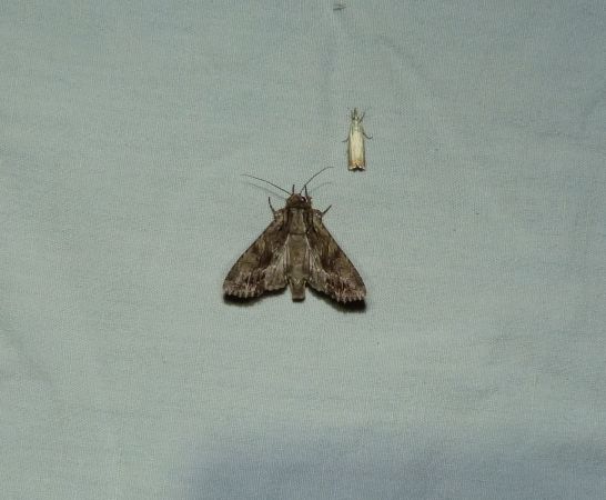 Apamea monoglypha  - Sylvain Lethuillier