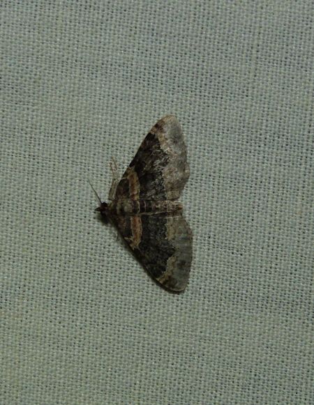 Xanthorhoe ferrugata  - Sylvain Lethuillier