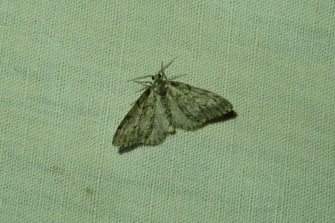 Tephronia sepiaria  - Sylvain Lethuillier