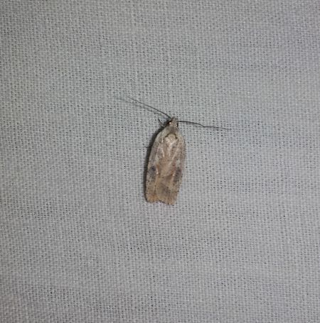 Agonopterix nervosa  - Sylvain Lethuillier
