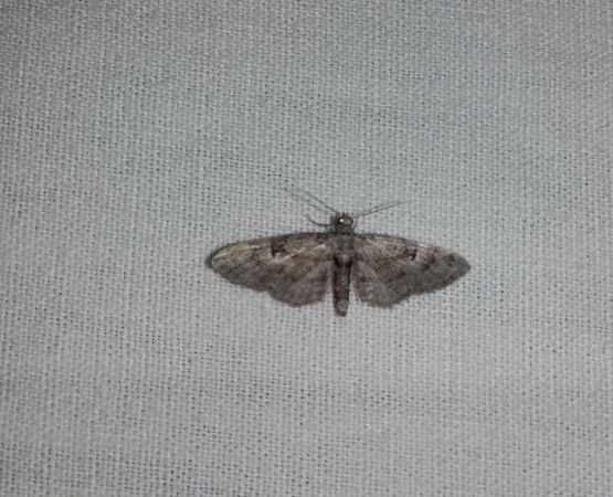 Eupithecia pusillata  - Sylvain Lethuillier