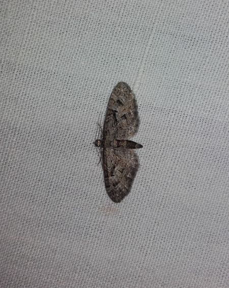 Eupithecia pusillata  - Sylvain Lethuillier