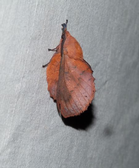 Gastropacha quercifolia  - Sylvain Lethuillier