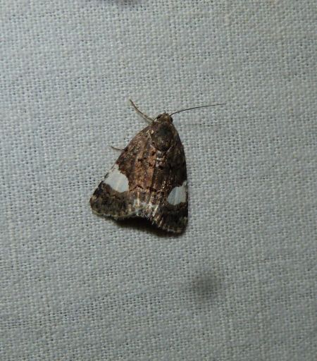 Noctuelle en deuil  - Sylvain Lethuillier