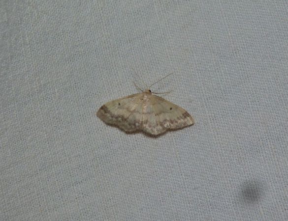 Idaea biselata  - Sylvain Lethuillier