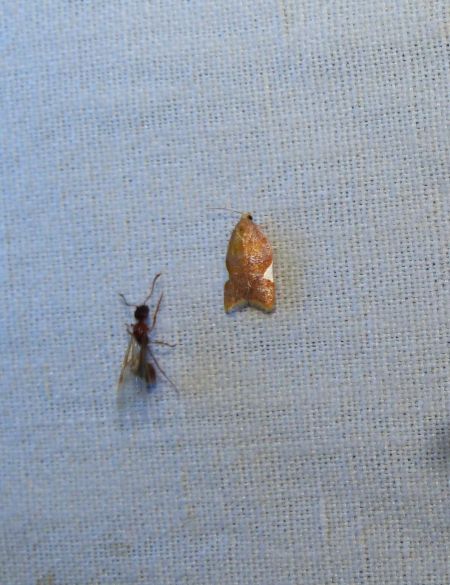Acleris holmiana  - Sylvain Lethuillier