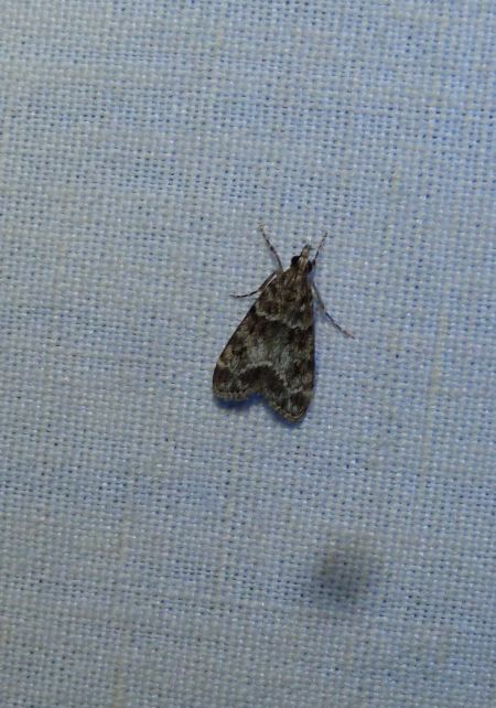 Eudonia lacustrata  - Sylvain Lethuillier