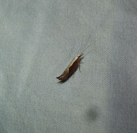 Ypsolopha dentella  - Sylvain Lethuillier