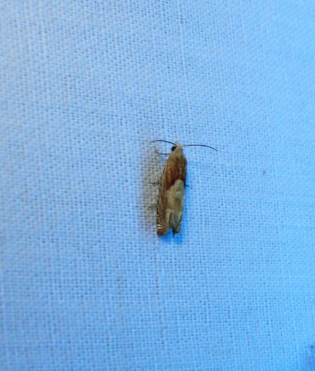 Eucosma conterminana  - Sylvain Lethuillier