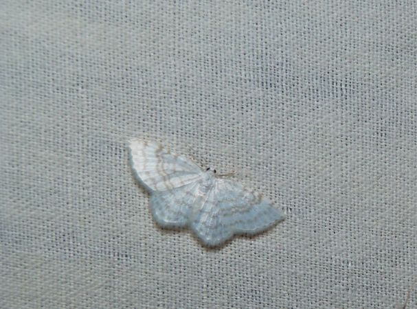 Asthena albulata  - Sylvain Lethuillier