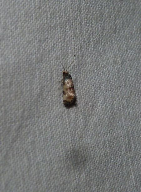 Cochylis dubitana  - Sylvain Lethuillier