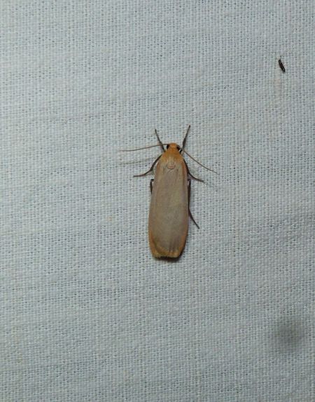 Lithosie déprimée (L. ocre)  - Sylvain Lethuillier