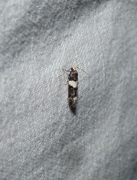 Recurvaria leucatella  - Sylvain Lethuillier
