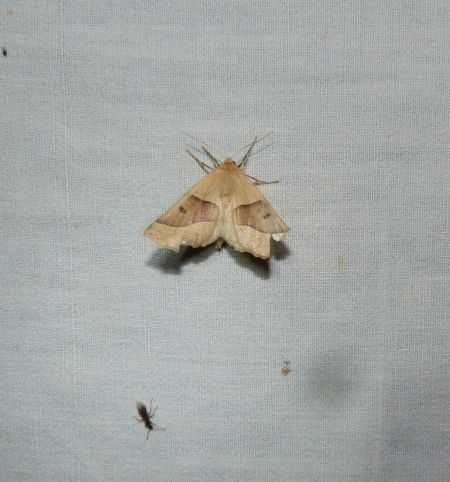 Crocallis elinguaria  - Sylvain Lethuillier