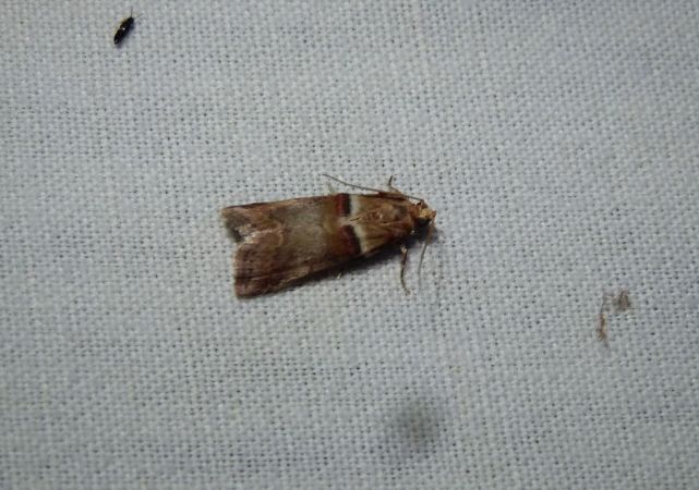 Acrobasis repandana  - Sylvain Lethuillier