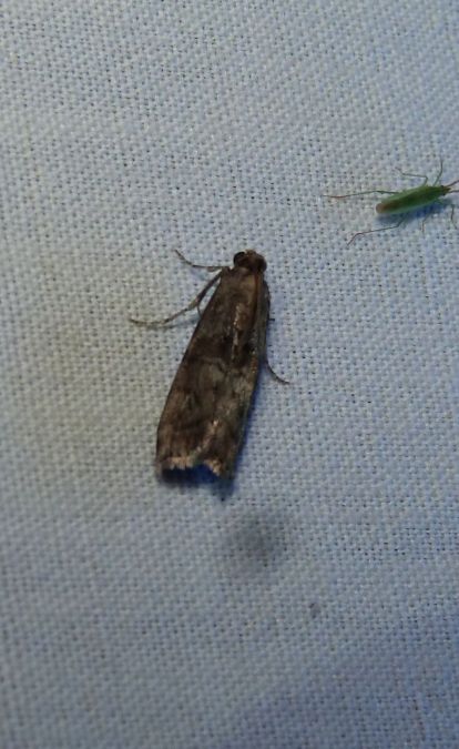 Sciota hostilis  - Sylvain Lethuillier