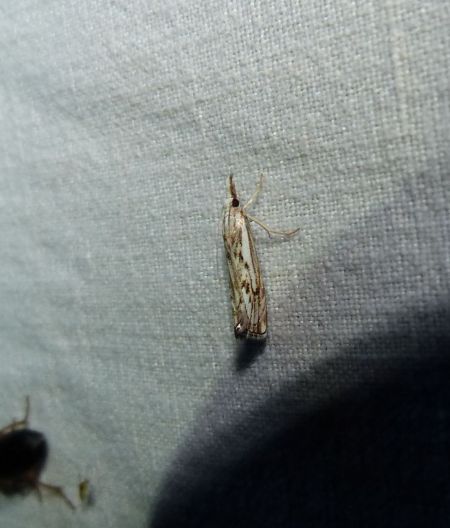 Catoptria falsella  - Sylvain Lethuillier