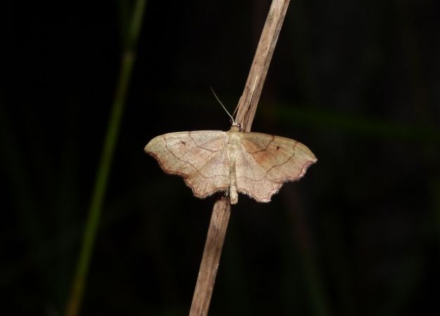 Idaea emarginata  - Sylvain Lethuillier