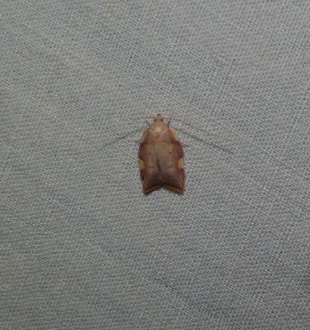 Carcina quercana  - Sylvain Lethuillier