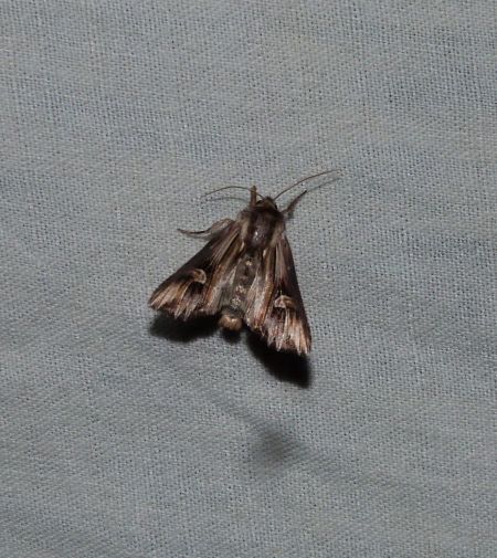 Actinotia polyodon  - Sylvain Lethuillier