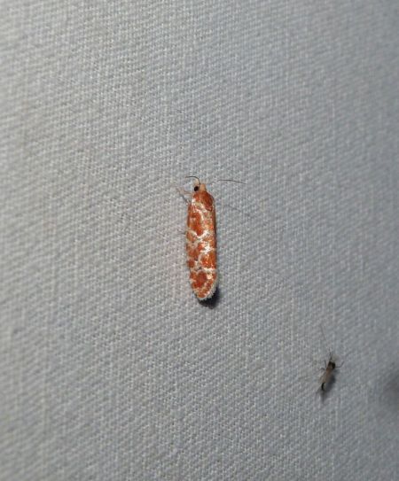 Rhyacionia pinicolana  - Sylvain Lethuillier
