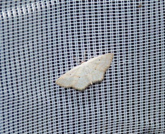 Scopula immutata  - Sylvain Lethuillier
