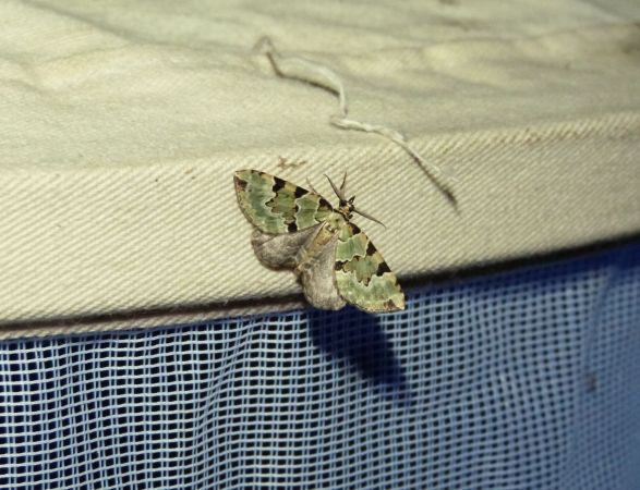 Colostygia pectinataria  - Sylvain Lethuillier