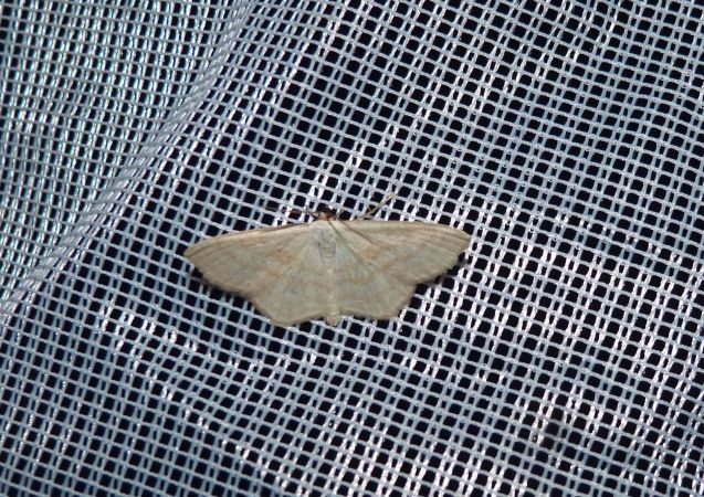 Scopula immutata  - Sylvain Lethuillier