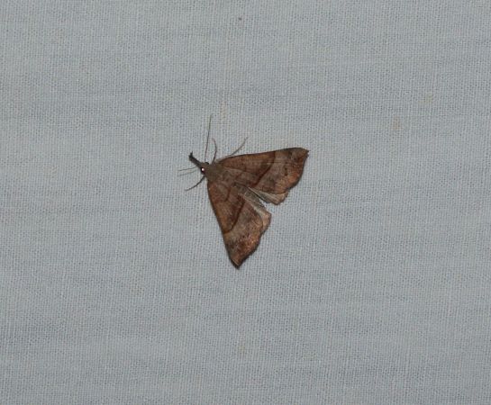 Noctuelle à museau  - Sylvain Lethuillier