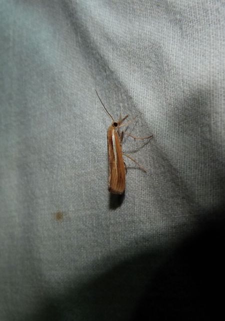 Crambus des tiges  - Sylvain Lethuillier