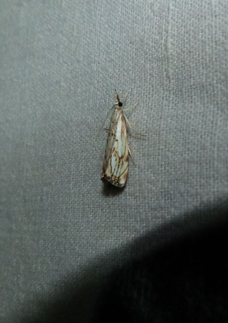 Catoptria falsella  - Sylvain Lethuillier