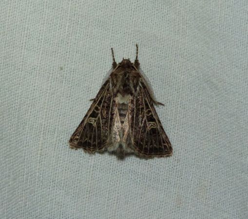 Tholera decimalis  - Sylvain Lethuillier