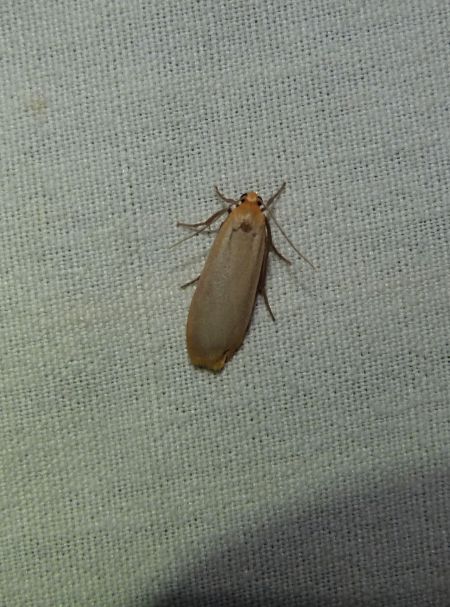 Lithosie déprimée (L. ocre)  - Sylvain Lethuillier