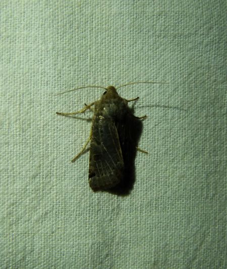 Agrochola lunosa  - Sylvain Lethuillier